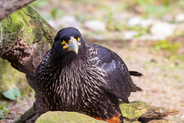 Hawk, Bird of prey