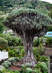 Whole Famous Drago Milenario Tree in Tenerife