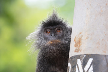 Silver Leaf Monkey in Malaysia
