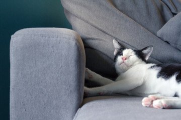 Selective focus of Cat sleeping of sofa in the noon of the day with natural light