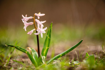 FRühling Ostern deutschland 4