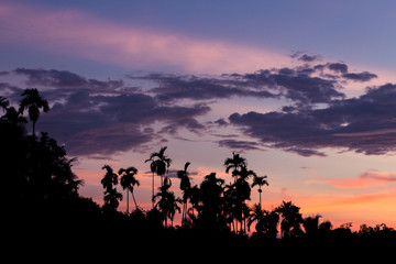 Naklejka na ściany i meble Silhouette picture of coconut tree in twilight sky in evening