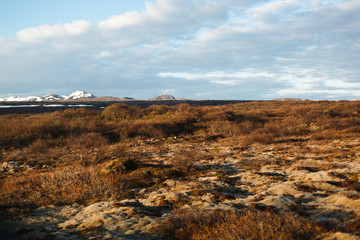  Iceland moss fields on volcanic rock on a sunny summer day, summer in Iceland, endless fields of moss