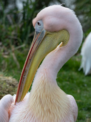 Pelican, Eastern white (Pelecanus onocrotalus)