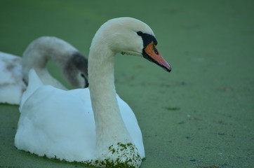 Obraz premium Mute swans in a polluted river