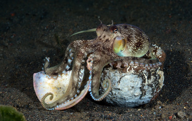 Incredible Underwater World - Coconut octopus - Amphioctopus marginatus. Diving and underwater photography. Tulamben, Bali, Indonesia.