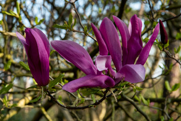 magnolia mauve