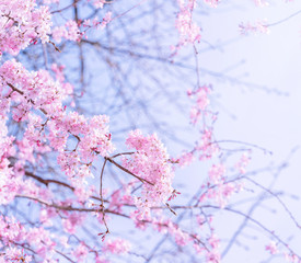 Obraz premium Beautiful cherry blossoms sakura tree bloom in spring in the castle park, copy space, close up, macro.