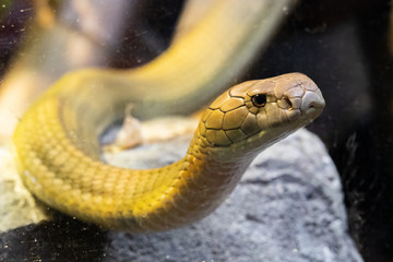 King cobra (Ophiophagus hannah)