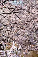 Scientific name is Cerasus ×yedoensis (Matsum.) Masam. & Suzuki ‘Somei-yoshino. 