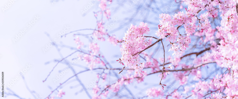 Wall mural Beautiful cherry blossoms sakura tree bloom in spring in the castle park, copy space, close up, macro.