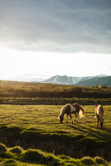 Fototapeta premium Icelandic horses graze in the meadow. Breeding Icelandic horses eat grass and moss in Iceland in summer