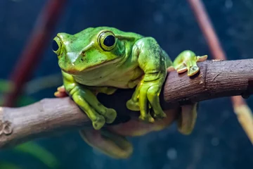 Fototapeten Laubfrosch im Baum © Ilkka