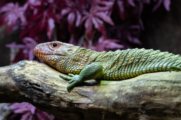 Caiman lizard (Dracaena guianensis)