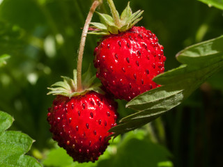 wildstrawberry, wild strawberry, redcurrant, healthy, food, berries