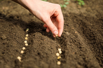 Female's hands plant seeds in the ground
