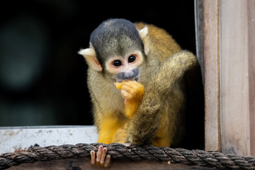 Squirrel monkey (Saimiri sciureus)