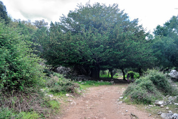 Il tasso secolare di Seddas Arbaccas © Rodolfo