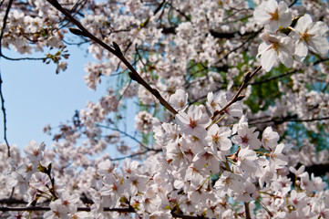 Scientific name is Cerasus ×yedoensis (Matsum.) Masam. & Suzuki ‘Somei-yoshino. 