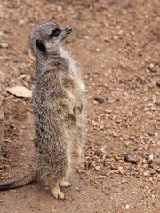 Fototapeta premium Slender tailed meerkat(Suricata suricatta)