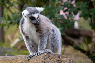 The ring-tailed lemur (Lemur catta)