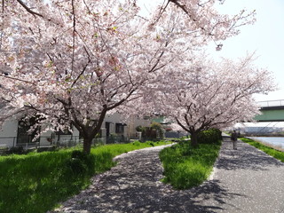 Obraz premium 新川の桜