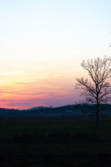 Fototapeta premium tree on edge of pasture during hazy sunset