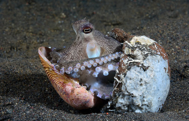 Incredible Underwater World - Coconut octopus - Amphioctopus marginatus. Diving and underwater photography. Tulamben, Bali, Indonesia.