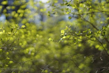 Early Spring Plant