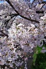 Scientific name is Cerasus ×yedoensis (Matsum.) Masam. & Suzuki ‘Somei-yoshino. 