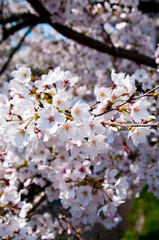 Scientific name is Cerasus ×yedoensis (Matsum.) Masam. & Suzuki ‘Somei-yoshino. 