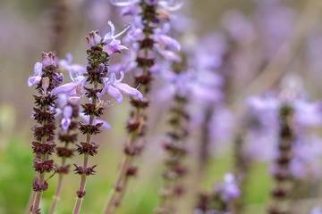 Purple lavender in the field