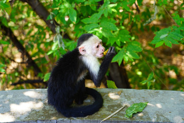 A white-headed capuchin monkey (cebus capucinus) by the pool in Peninsula Papagayo, Guanacaste, Costa Rica