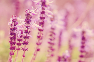 Obraz na płótnie Canvas Purple lavender in the field
