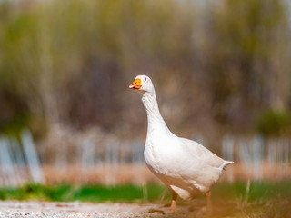 White wild goose walking in search of food