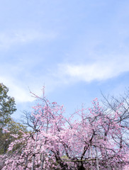 Beautiful cherry blossoms sakura tree bloom in spring in the castle park, copy space, close up, macro.