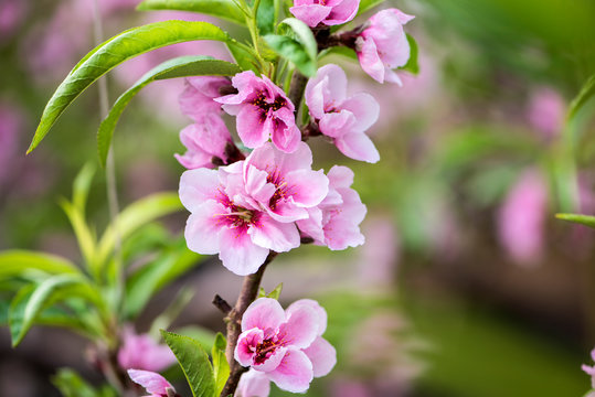 Close-up of Peach Trees Blooming with Peach Blossoms