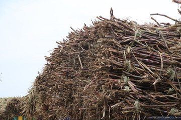 Sugarcane pile at Sugar Mill in Haryana