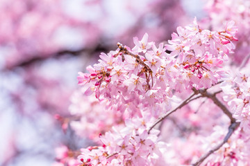 Beautiful cherry blossoms sakura tree bloom in spring in the castle park, copy space, close up, macro.