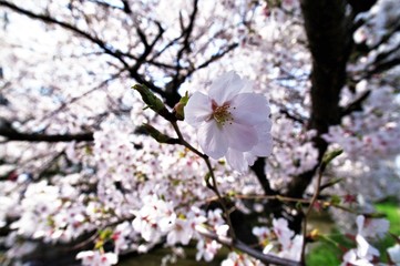 Scientific name is Cerasus ×yedoensis (Matsum.) Masam. & Suzuki ‘Somei-yoshino. 