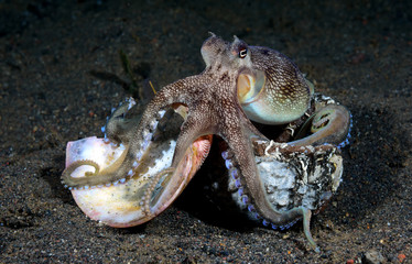 Incredible Underwater World - Coconut octopus - Amphioctopus marginatus. Diving and underwater photography. Tulamben, Bali, Indonesia.