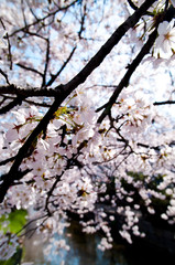 Scientific name is Cerasus ×yedoensis (Matsum.) Masam. & Suzuki ‘Somei-yoshino. 