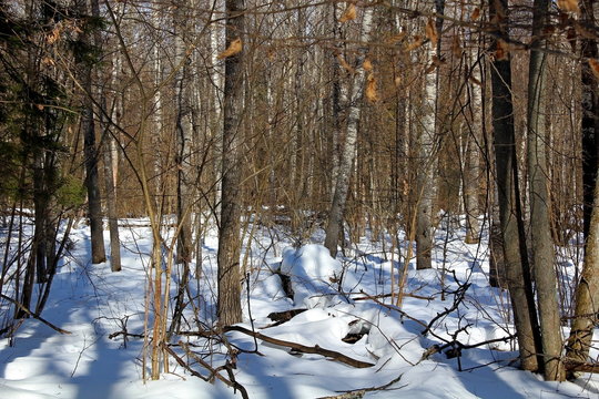 Trees and shrubs in central Russia in winter. A unique image of wildlife during the cold season.