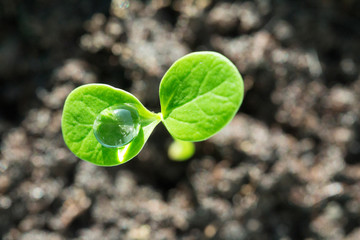 Drop of water on the green sprout top view macro shot