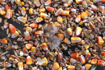Grain mixture of cereals of wheat, oats and corn, intended for feeding wild animals in hunting