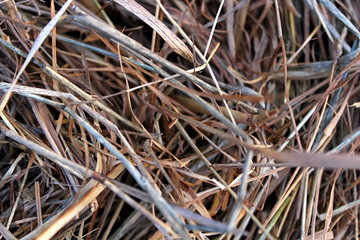 The pressed dry, last year's grass.