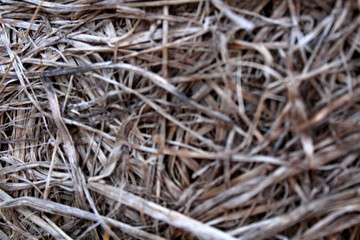 The pressed dry, last year's grass.