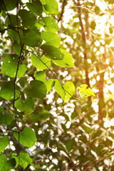 Fototapeta premium Heart shaped green leaves on natural background