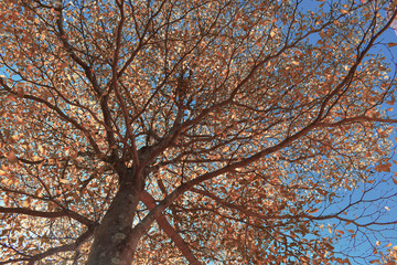 design of living coral color leaf on tree