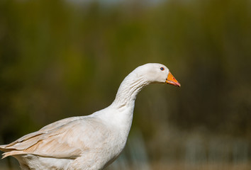 Scene with white wild goose walking in search of food